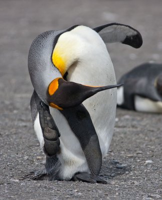 Itchy King