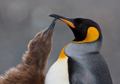 King Penguin Feeding Time