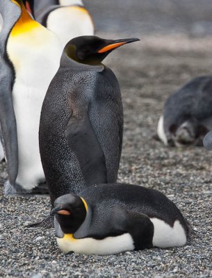 Melanistic King Penguin