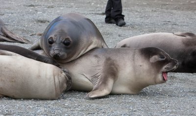 Get Off Me!