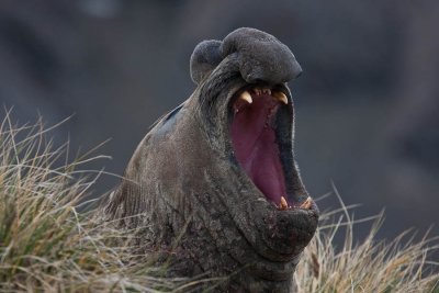 Elephant Seal Yawn