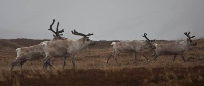 Reindeer