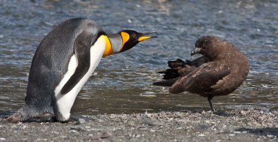 King Penguin and Skua