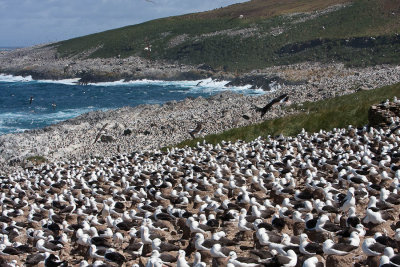 Sea of Albatros