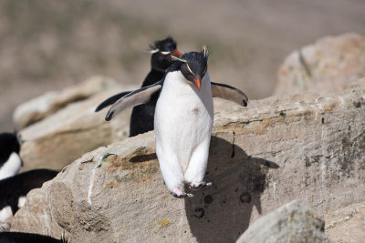 Rockhopper Penguin In Flight