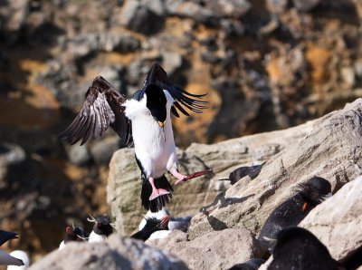 Blue-Eyed Cormorant