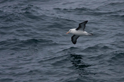 Black-Browed Albatros