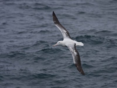 Wandering Albatros