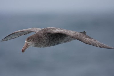 Giant Petrel