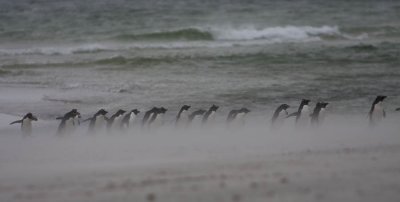 Rockhopper Penguins in a Sandstorm