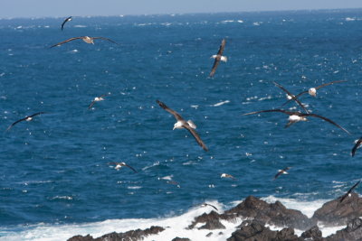 The Falkland Islands