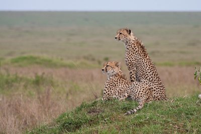 Cheetahs on Hill