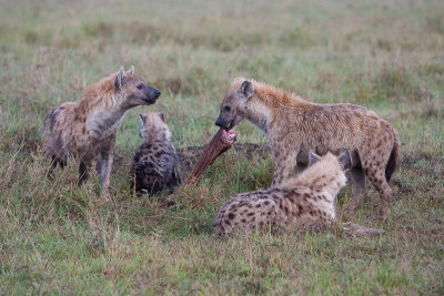 Hyenas