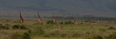 Line of Giraffes