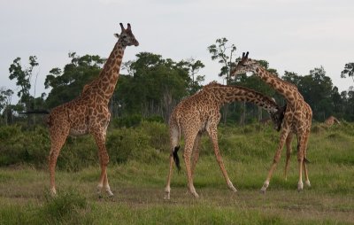 Giraffes Spar