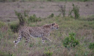 Cheetah on the March