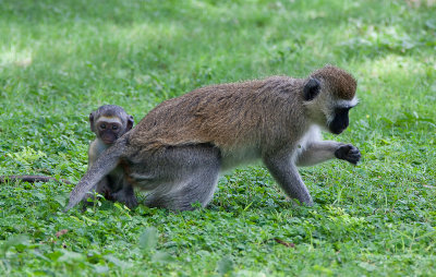 Baby Vervet Monkey Hides