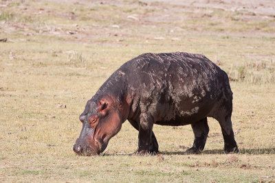 Badly Sunburned Hippo