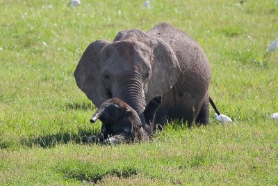 Adult Gives Baby Elephant a Boost