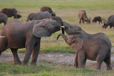 Young Elephants Play at Sunset