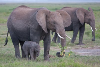 Almost Newborn Elephant