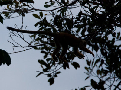 Flying Squirrel Monkey