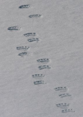 Polar Bear Tracks