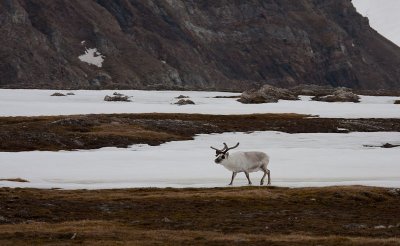 Reindeer on the Tundra