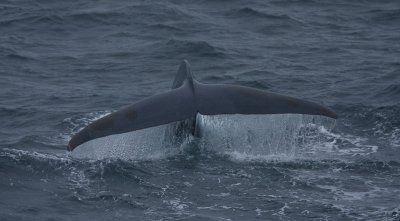 Blue Whale Flukes in the Rain
