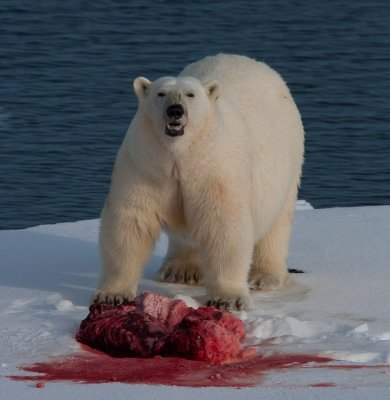 Polar Bear Guards Kill