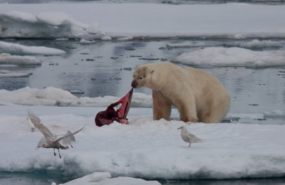 Polar Bear Feasting