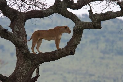 One Lion in a Tree