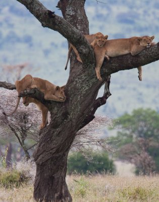 Four Lions in a Tree???