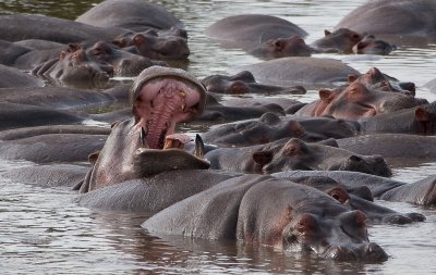 Hippo Sticks Out His Tongue