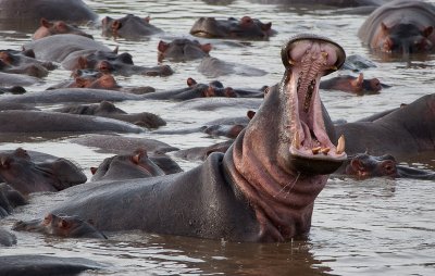 Hippo-in-Charge