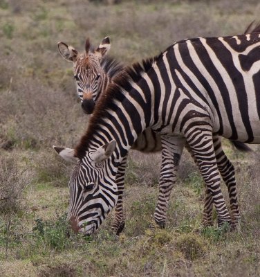 Zebra Foals Hides Behind Mom