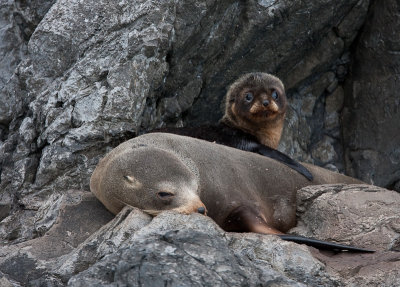 Fur Seal Mom and Pup