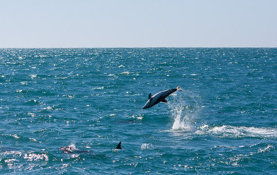 New Zealand Dolphins