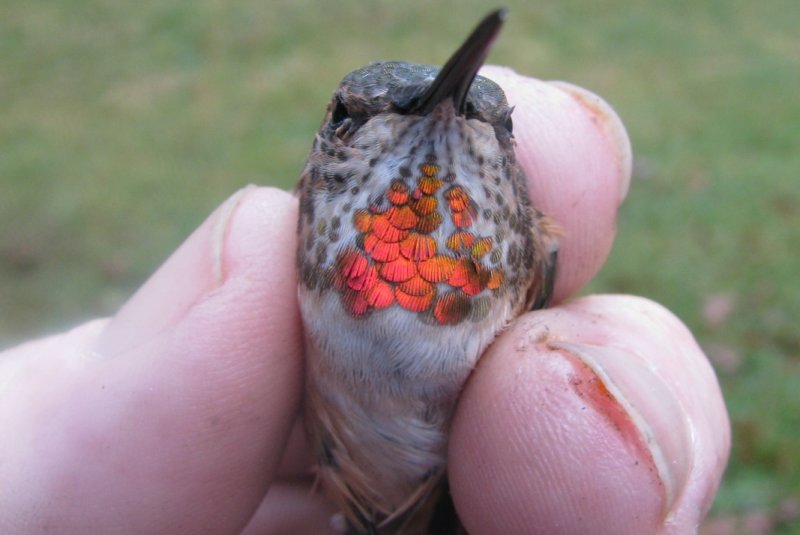 Third year return female Rufous