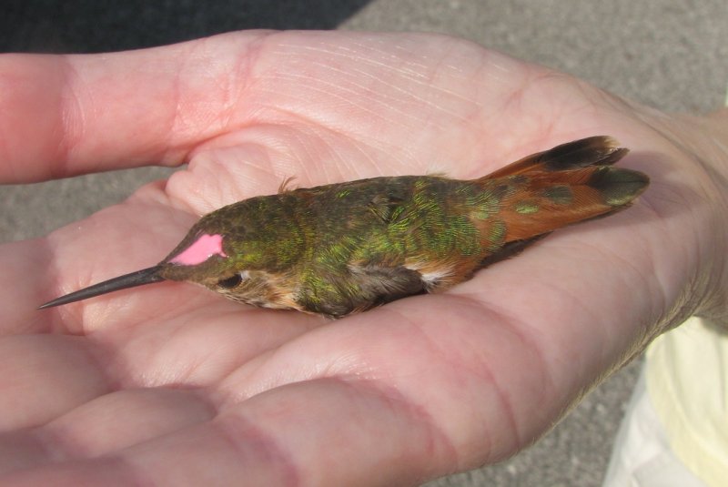 Immature male Rufous