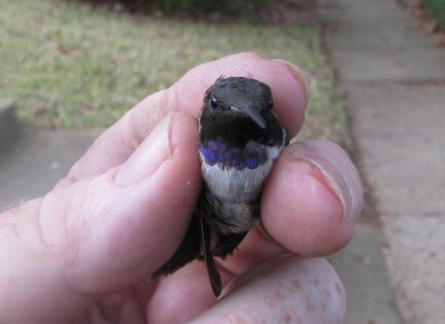 Adult male Black-chinned