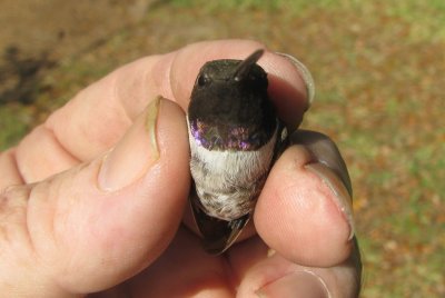 Adult Male Black-chinned