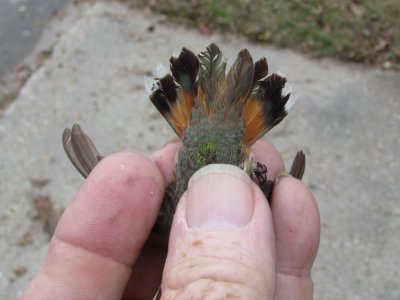 Normal Immature Rufous Tail