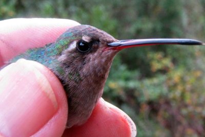 Broad-billed Hummingbird nesting in Alabama