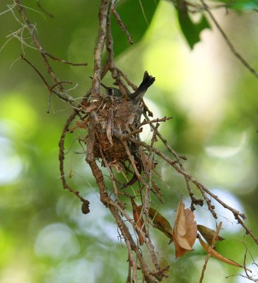 Nest on Vertical Limb