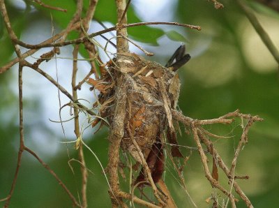 Nest Close up