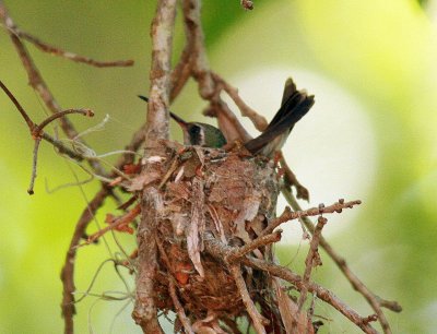 Bird on Nest 1