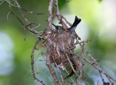 Bird on Nest 2