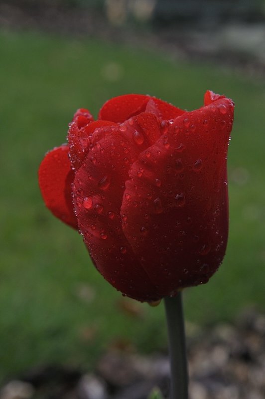 Tulip.JPG