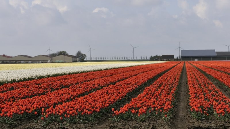 Tulips fields in Netherland.JPG